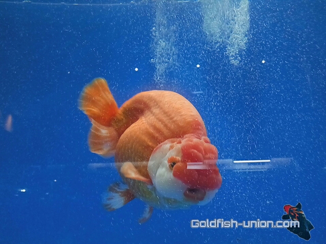 Kumpulan Foto Ikan Koki Kontes 2019 Goldfish Union com
