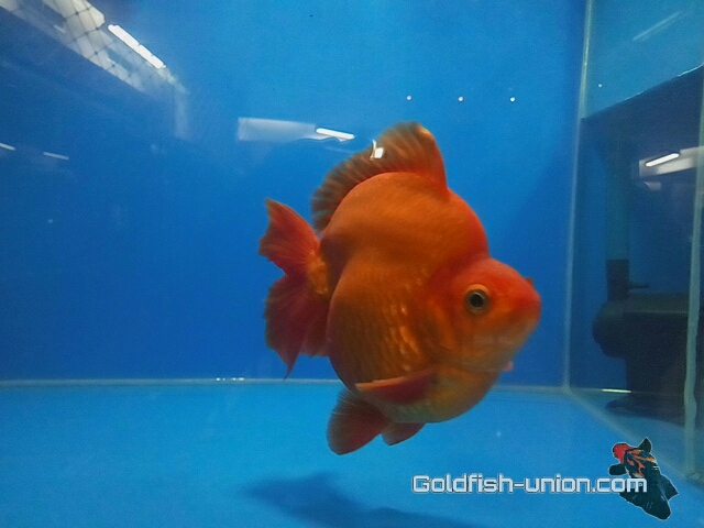  Kumpulan  Foto  Ikan  Koki Kontes 2019 Goldfish Union com